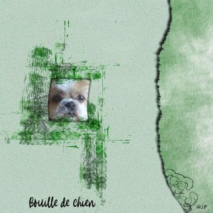 bouille de chien.jpg