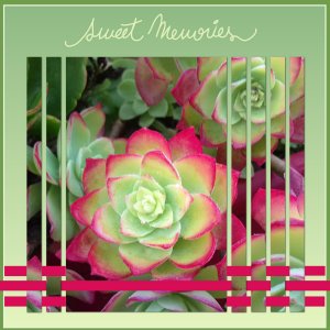 J-a42 - SWEET MEMORIES.jpg