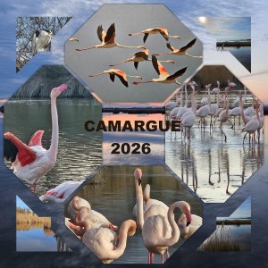 composition jocelyne.jpg