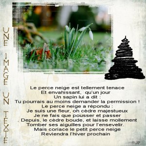 une image un texte le perce neige.jpg