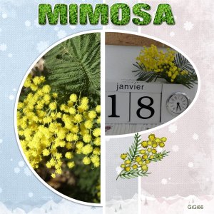 mimosa (page 1).jpg