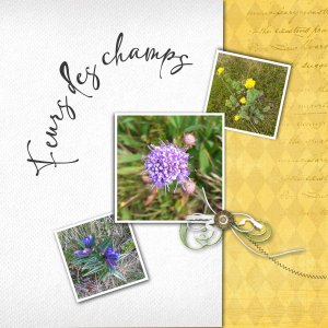 Fleurs des champs.................