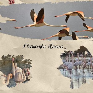 Realisation_du_04-02-26 FLAMANTS ROSES.jpg