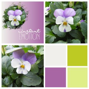 J-n209 - INSTANT EMOTION.jpg