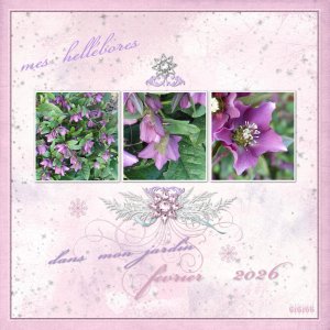 mes hellebores 2026.jpg