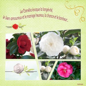 les camélias.jpg