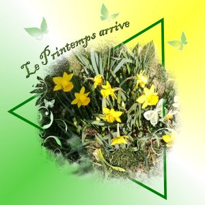 Les premières fleurs.jpg