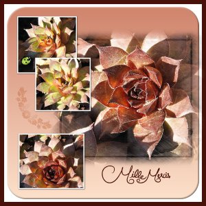 J - MILLE MERCIS.jpg