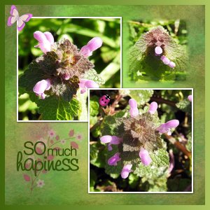 J-n214 - SO    MUCH HAPINESS.jpg