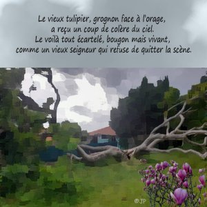 un vieux tulipier....jpg
