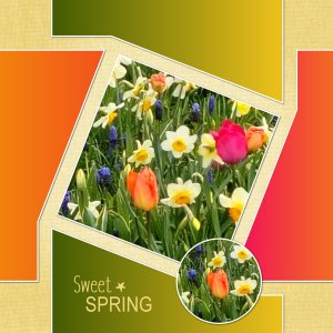 J-n220 - SWEET SPRING.jpg