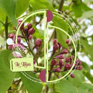 J-c -LE LILAS.jpg