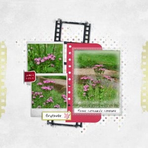 2024 petite centauree.jpg