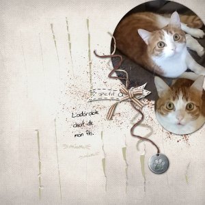 2026 chat petit q.jpg