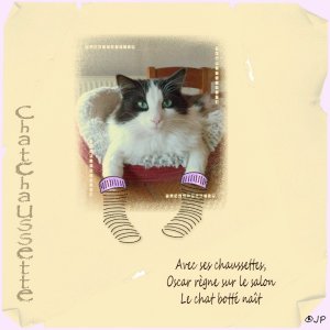 chatchaussette.jpg