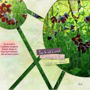 anemone de Roger.jpg