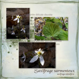 Saxifrage sarmenteux 2.jpg