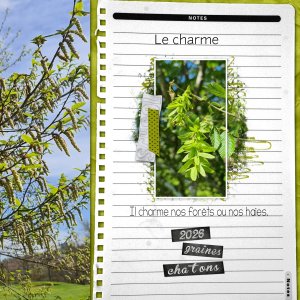 2026 arbre charme.jpg