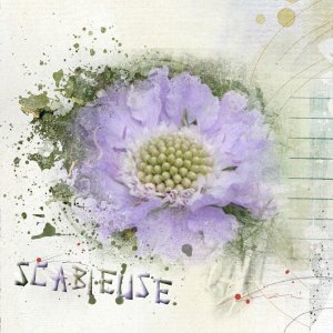 scabieuse.jpg