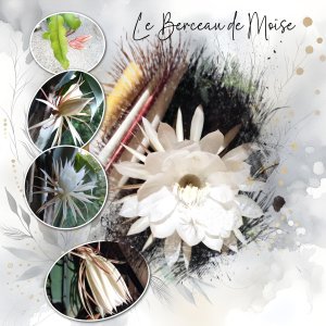 scraplift Marie-Rose de mai 2026 berceau de moise .jpg