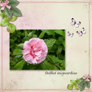 Oeillet  mignardise.jpg