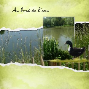 Un canard.jpg