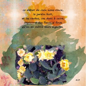 cactus en ce debut de juin.jpg