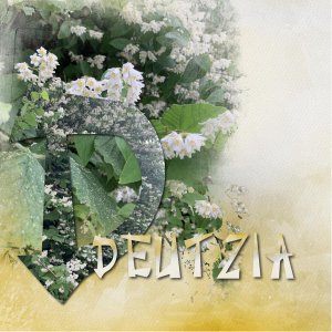 Deutzia.jpg