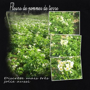 pomme de terre.jpg