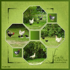 J-n236 - FAMILLE POULE.jpg