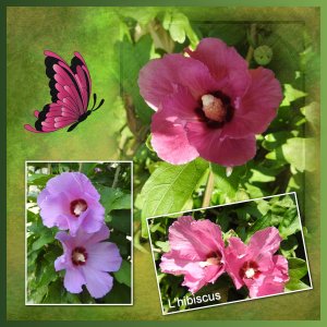 J-n237 - L'HIBISCUS.jpg