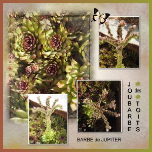 J-n238 - LA BARBE DE JUPITER.jpg