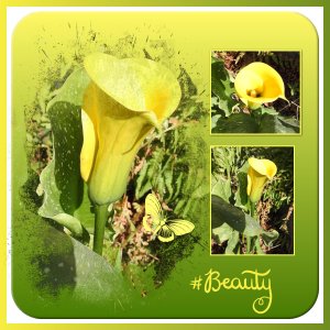 J-n239 - BEAUTY.jpg