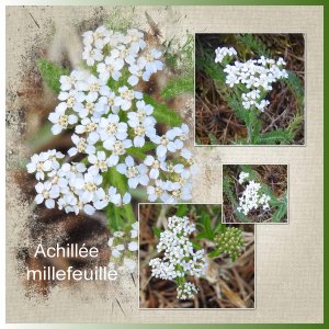 J-n243 - ACHILLEE MILLEFEUILLE.jpg