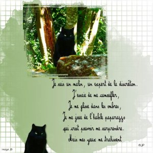 le chat et le paparazzo.jpg