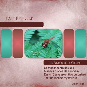 J-n244 - LA LIBELLULE.jpg