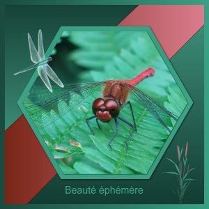 J-n245 - BEAUTE EPHEMERE.jpg
