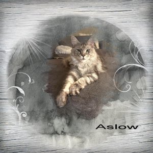 Aslow.jpg