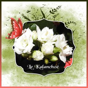 J-n244 - LE KALANCHOE.jpg