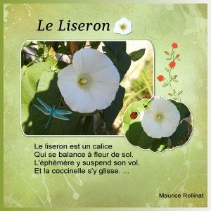 J-n245 - LE LISERON.jpg