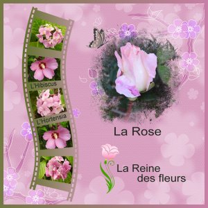 J-n248 - LA ROSE - REINE DES FLEURS.jpg