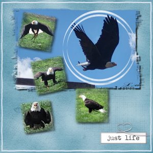 aigle au PAL aout 26.jpg