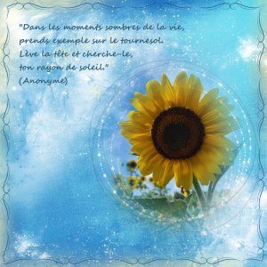 tournesol aout 26.jpg
