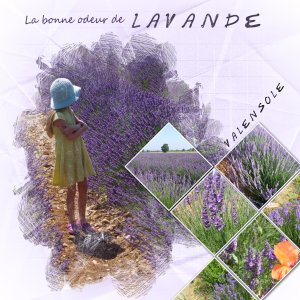 lavande.jpg