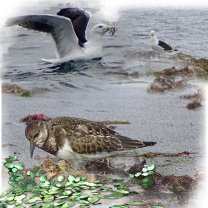 oiseaux.jpg