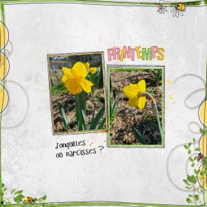 2026 jonquilles ou narcisses.jpg