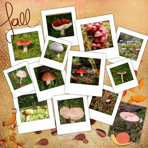 Bonjour l'automne.jpg