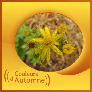 J-n251 - COULEURS D'AUTOMNE.jpg