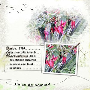plante (page 1).jpg