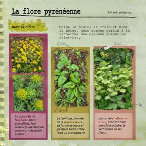 2026 flore pyrenees.jpg